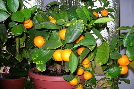 Cum să crească lămâi, portocale de la o casă osoasă