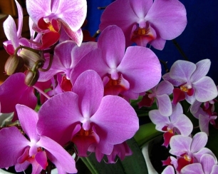 Hogyan növekszik egy orchidea lakásában - cikkek, tippek