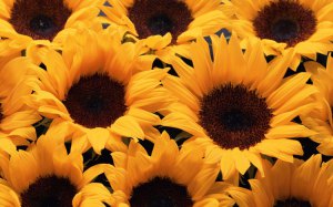 Cum să crească o floarea-soarelui în țară
