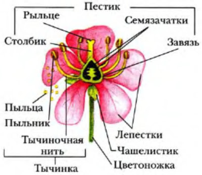 Cum de a aduce o nouă varietate de trandafiri 1 - trandafiri în Minsk! Plantarea, cultivarea, îngrijirea!