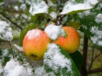 Cum se păstrează merele proaspete în timpul iernii într-o pivniță sau în pivniță