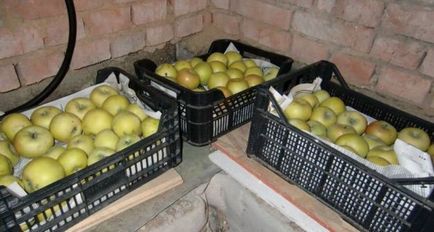 Cum să depozitezi merele într-o pivniță - caracteristici și modalități mai bune