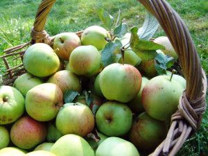 Як зберігати яблука в погребі - особливості і кращі способи
