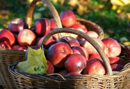 Cum se păstrează merele în iarna în pivniță (subsol)