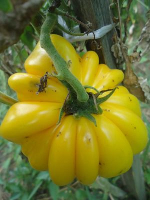 Як я рятував урожай томатів від фітофтори