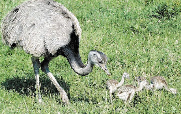 Cum îngrijesc animalele de puii