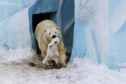 Pe măsură ce animalele se ocupă de puii, mai proaspeți - cei mai buni din Runet pentru o zi!