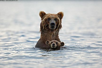 Як тварини дбають про дитинчат, fresher - найкраще з рунета за день!