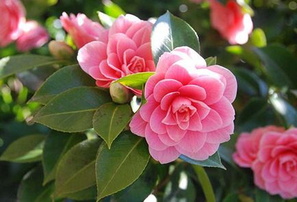 Plantarea și îngrijirea grădinii Camellia prin toate regulile