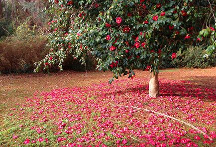 Plantarea și îngrijirea grădinii Camellia prin toate regulile