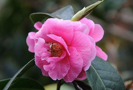 Plantarea și îngrijirea grădinii Camellia prin toate regulile