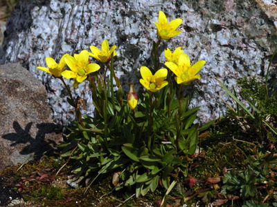 Saxifrage de multe feluri și varietăți - enciclopedia de flori