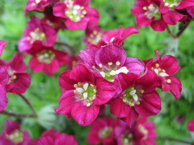 Saxifrage de multe feluri și varietăți - enciclopedia de flori