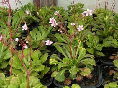Saxifrage de multe feluri și varietăți - enciclopedia de flori