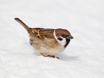 Kép veréb gyerekeknek képek