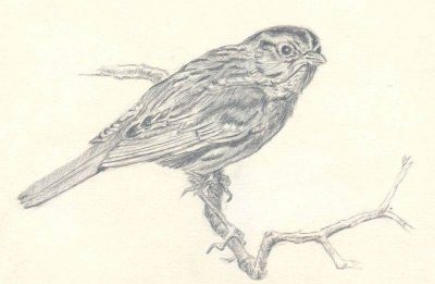 Imagine a unei vrabii pentru copii, imagini