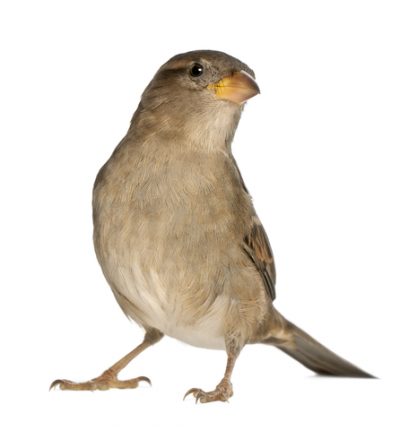 Imagine a unei vrabii pentru copii, imagini