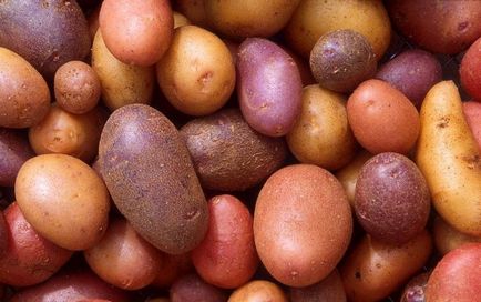 Mielul de cartofi și modalități eficiente de combatere a acestuia