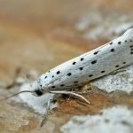 Burgonya lepke ellenőrzési intézkedések, kémiai gyógyszerek és hagyományos gyógymódokat