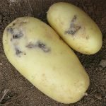 Măsurile de combatere a moliei de cartofi, substanțe chimice și remedii populare