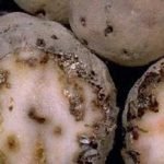 Măsurile de combatere a moliei de cartofi, substanțe chimice și remedii populare