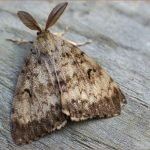 Burgonya lepke ellenőrzési intézkedések, kémiai gyógyszerek és hagyományos gyógymódokat