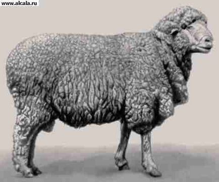 Kazahstanul de lână de rasă encyclopedia bse