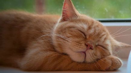 De ce să visezi o pisică roșie sau un pisoi, ce spune visul lui Miller despre somn și alții, interpretarea dacă