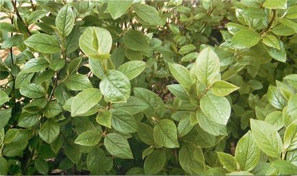 Cotoneaster ragyogó ültetés és gondozás, szaporítás dugványozással