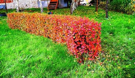 Cotoneaster ragyogó ültetés és gondozás, szaporítás dugványozással