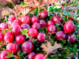 Cotoneaster ültetés, gondozás