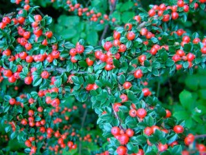 Cotoneaster ültetés, gondozás