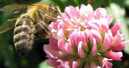 Конюшиновий мед корисні властивості і протипоказання