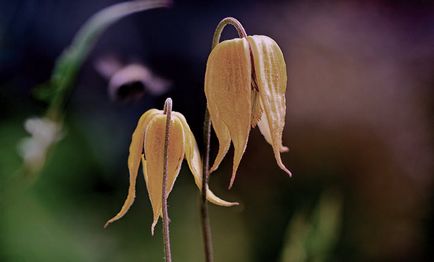 Clematis szibériai gyógyszer tulajdonságait, és alkalmazása a gyógyászatban