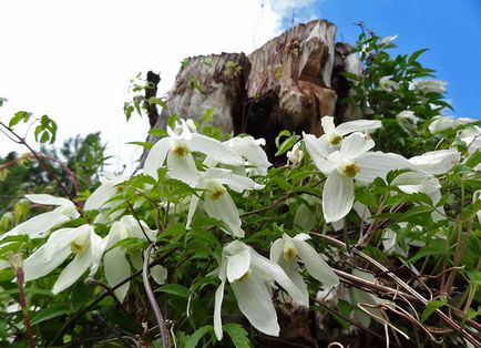 Clematis szibériai gyógyszer tulajdonságait, és alkalmazása a gyógyászatban