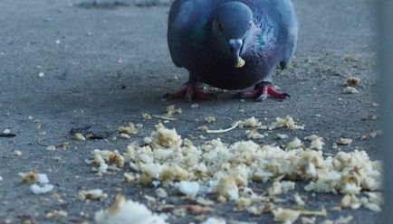 A coccidiosis a galambok leírás, tünetek és a kezelés