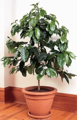 Кімнатна рослина кавове дерево догляд