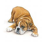 Feed orijen - recenzii - pagina 3 - Forum bulldogoman - Filtru bulldog englezesc