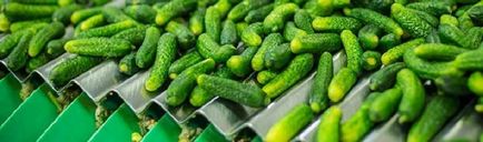 Gherkins - rețete pentru iarnă de la castraveți mici