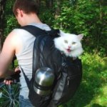 Pisici-străini (originea raselor naturale de pisici), travellife - pentru a călători într-un buzz!