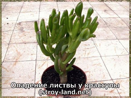 Crassula - îngrijire la domiciliu