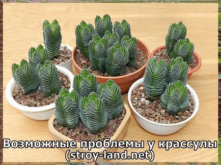 Crassula - îngrijire la domiciliu