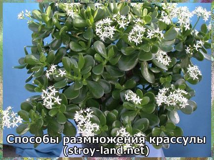 Crassula - îngrijire la domiciliu