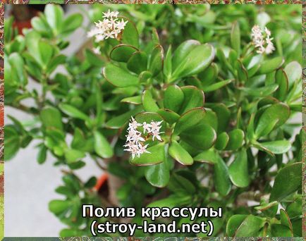 Crassula - otthoni gondozás