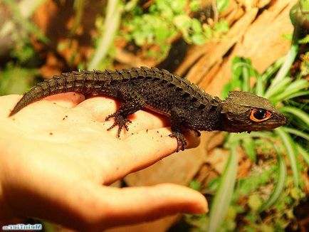 Crocodilul este un animal de companie intern