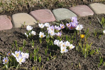 Crocus - plantarea și îngrijirea pe teren deschis în primăvară și toamnă, foto, video