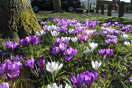 Crocus - plantarea și îngrijirea pe teren deschis în primăvară și toamnă, foto, video