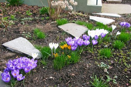 Crocus - plantarea și îngrijirea pe teren deschis în primăvară și toamnă, foto, video