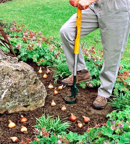 Crocus - plantarea și îngrijirea pe teren deschis în primăvară și toamnă, foto, video