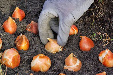 Crocus - plantarea și îngrijirea pe teren deschis în primăvară și toamnă, foto, video